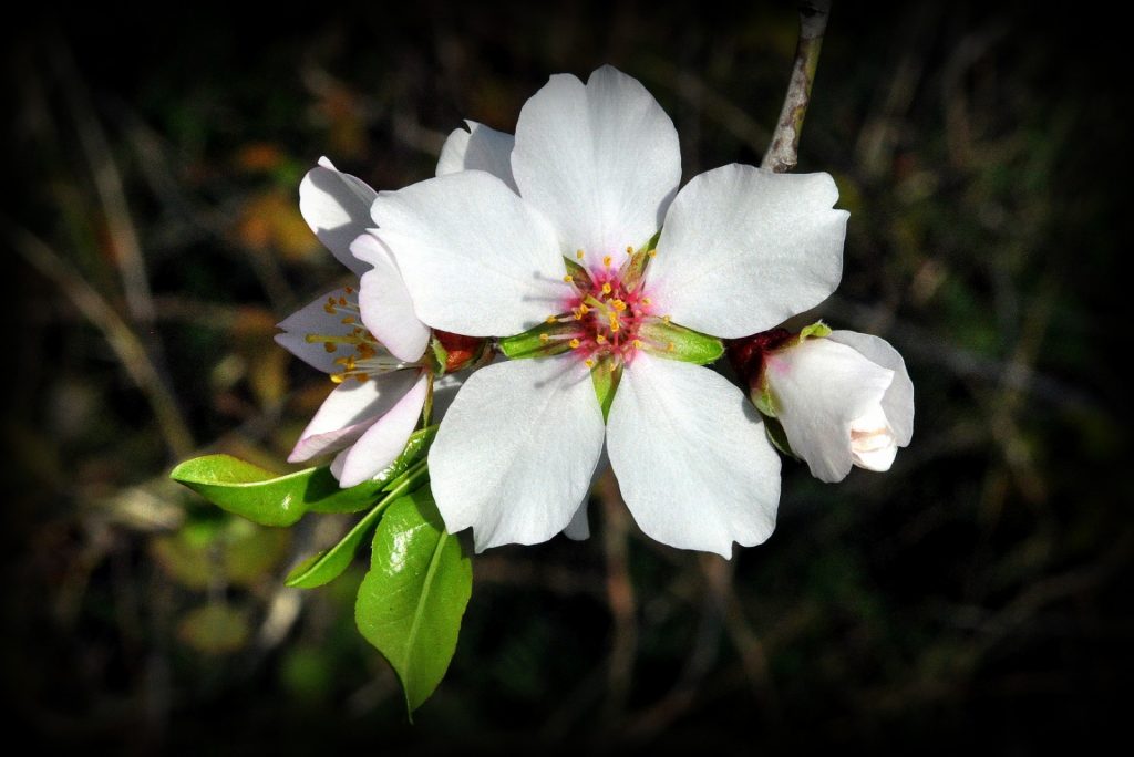 Anadolu’nun en değerli ağaçlarından biri olan badem, beyaz, pembe çiçekleriyle baharı erkenden müjdeler.